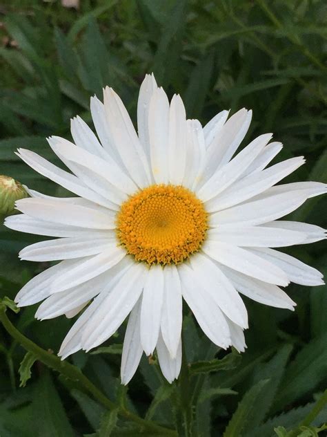 Secret Daisy Bloom Leak Revealed: A Stunning Sight - Truth or Fiction