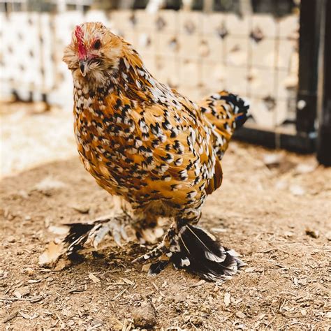 Millie Fleur D’Uccle | Cute chickens, Uccle, Cute