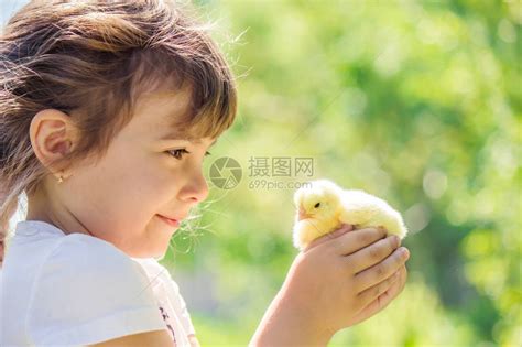 孩子手里握着一只鸡女孩和鸟有高清图片下载-正版图片507388453-摄图网