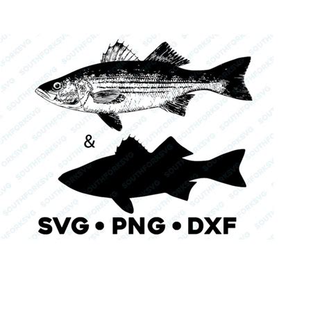 Striped Bass Striper Fish SVG PNG DXF transparent graphic de | Inspire ...