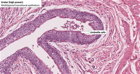 Ureter Histology