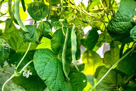Image result for String Beans Plant