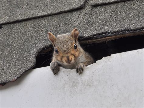 Exterminator Bel Air- Keep Squirrels Away from Your Home
