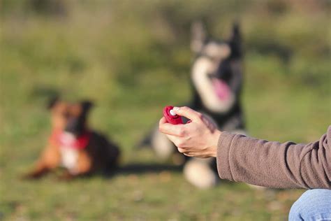 Image result for Clicker Trainer