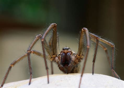 What Is the Texas Wolf Spider? - Naturalcare Pest Control