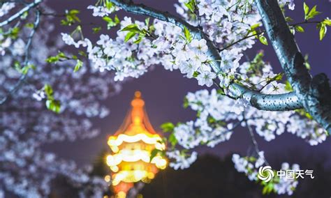 春“樱”约而来！全国多地赏樱季开启 一组图带你体验视觉盛宴-图片频道-中国天气网