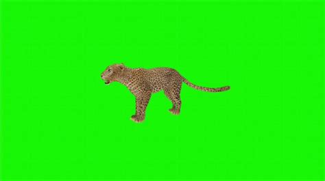 Image result for Cartoon Greenscreen
