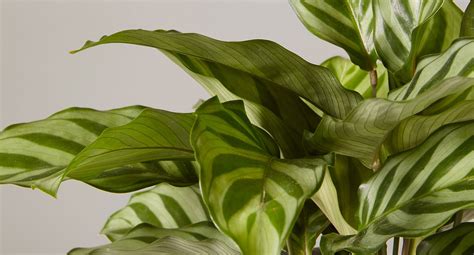 Calathea Plant