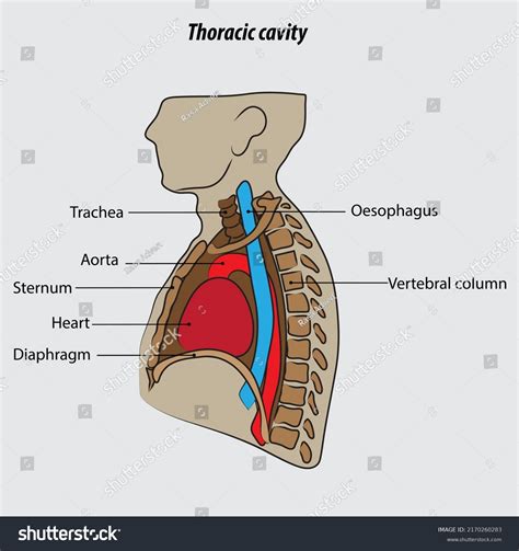 Thoracic Cavity Illustration Drawing Labeled Diagram Stok İllüstrasyon 2170260283 | Shutterstock