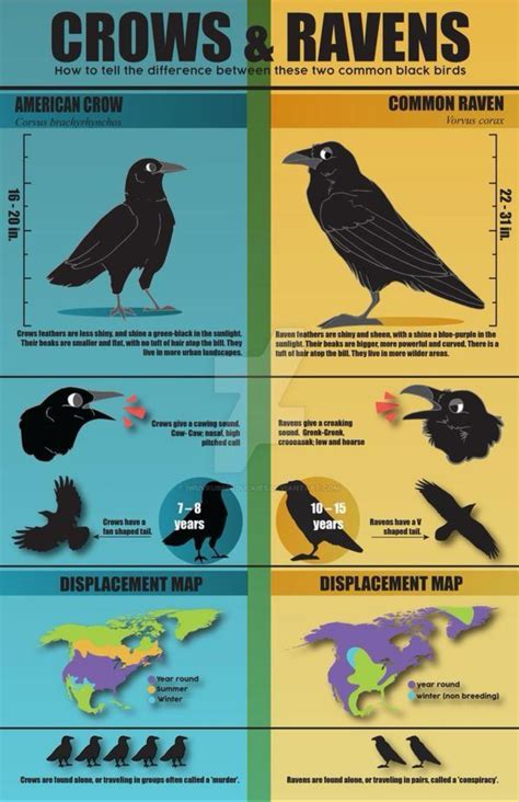 Crow vs. Raven | Raven, Crow, Pet birds