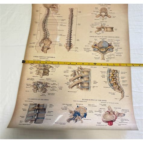 Anatomy of the Spine Ligaments Joints Poster Double Sided Medical Anatomy Chart - School ...