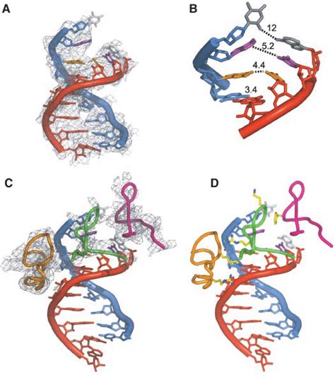 RNA Transcript Loop 的图像结果