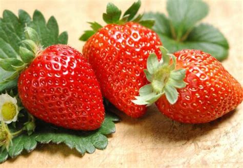 从吃剩的草莓种子开始种草莓是一种怎样的体验 - 知乎