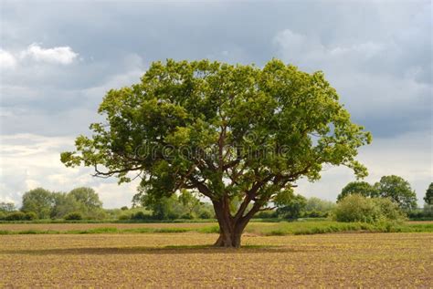 Image result for Small Oak Tree Sapling