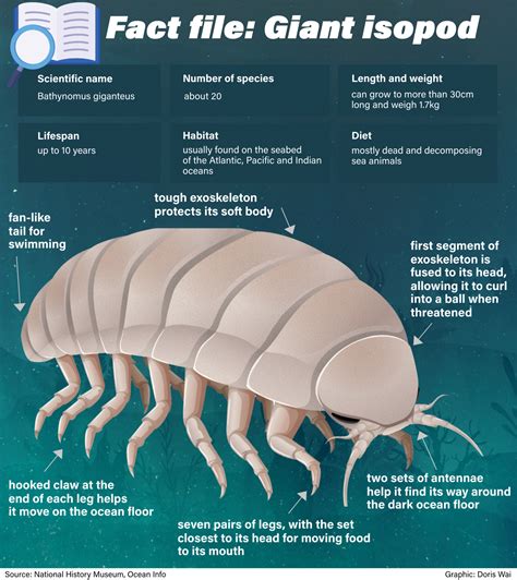 Isópodo Gigante Comestible
