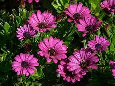 significato dei fiori gerbera gerbere coltivazione cura e significato nel linguaggio significato dei fiori gerbera gerbere coltivazione cura e significato nel linguaggio