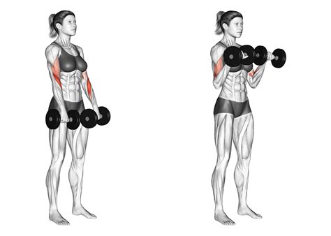 Reverse Curls vs Hammer Curls: Which is Best for the Biceps? - Inspire US