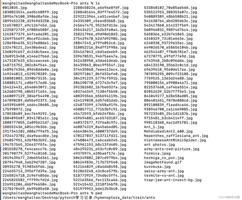 Pytorch Dataset 的图像结果
