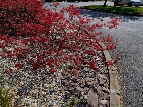 Fast Growing Maple Trees 的图像结果