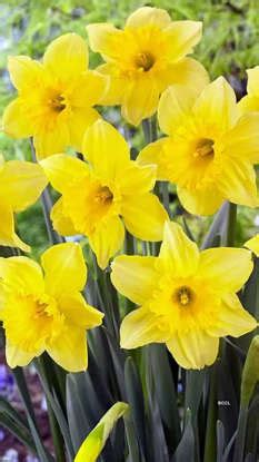 Beware of these toxic plants growing in your garden