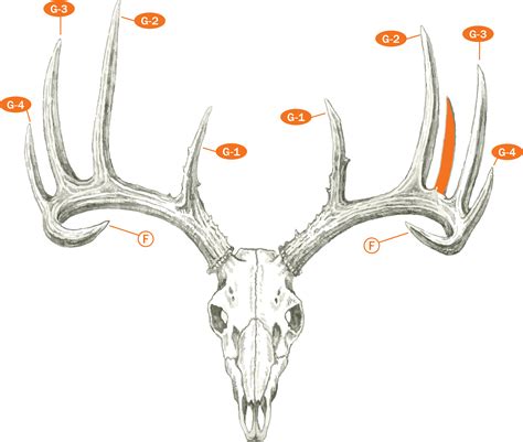Scoring Chart For Whitetail Deer