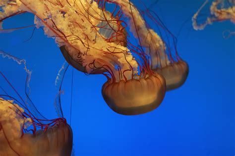 What do the jellyfish eat and how do they digest? How their ...