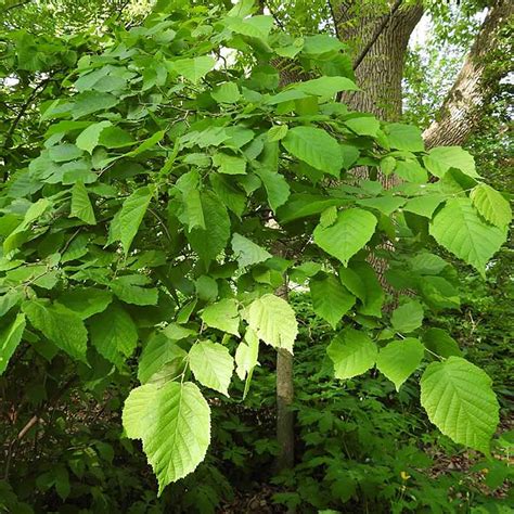 Image result for Hazelnut Hazel Tree