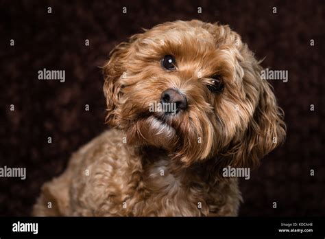 Image result for Golden Cockapoo