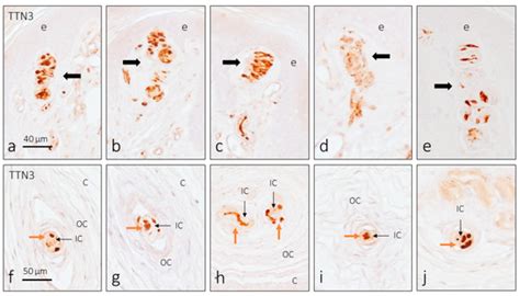 Brain Sciences | An Open Access Journal from MDPI
