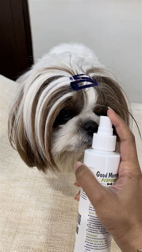 Buy Emily Pets Pet Perfume Freshening & Shining Spray for Pets, Dog ...