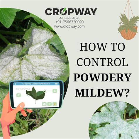 How to control Powdery Mildew? - CROPWAY