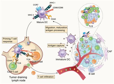 Frontiers | Impaired function of dendritic cells within the tumor ...