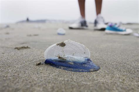Tiny blue sea creatures are washing up on California beaches