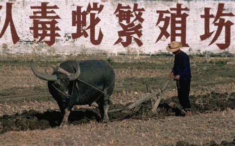 村民欲杀牛过年，老牛救了主人一家，全家从此不吃牛肉 - 每日头条