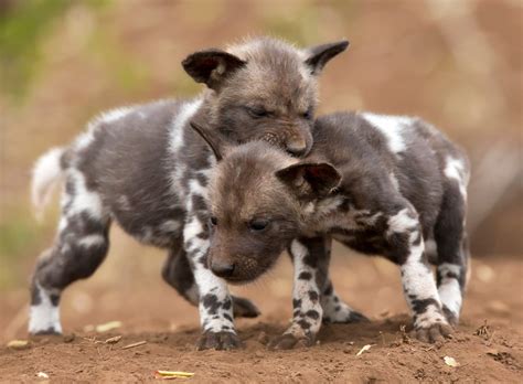 African Wild Dog or Painted Dog • Africa Travel Centre