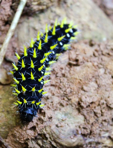 Is A Yellow Caterpillar With Black Spines Poisonous at Mark Cox blog