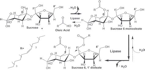 Solvent-Free Lipase-Catalyzed Synthesis of Technical-Grade Sugar Esters ...