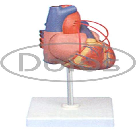 Image result for Computer Human Heart Model
