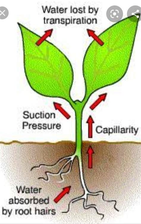 flow chart of water absorption through the roots in plants - Brainly.in