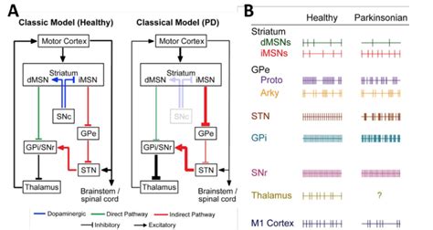 Neuronal circuitry of the lower urinary tract : central and peripheral neuronal control of the mictu