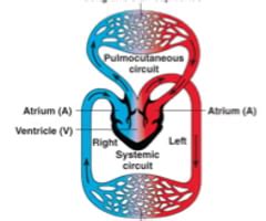Transportation in animals and plants- class 7 Flashcards | Quizlet