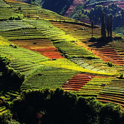 Deforestation 的图像结果