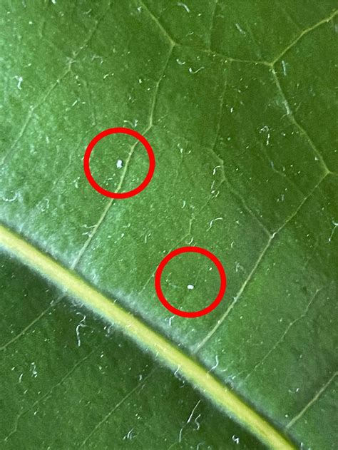 I had a small infestation of thrips on my plant collection recently ...