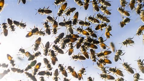 Bee-utiful Chaos: 5 Million Bees Swarm Ontario Road After Truck Spill ...