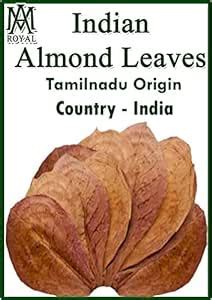AM Royal Enterprises Indian Almond Leaves - 10 Leaves Aquarium Fish ...