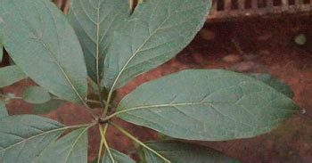 Kristu Jayanti College, Bengaluru