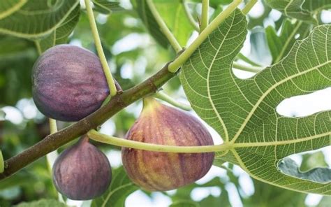 Popular fruits from Maharashtrian cities | WhatsHot Mumbai