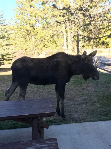 Elk Creek Campground Grand Lake Colorado: Camping Reservations & Amenities