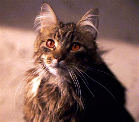 Harry Potter And The Chamber Of Secrets Hermione Cat