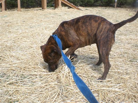 Mountain Cur Dog Breed Info, Facts, Temperament, Puppies, Pictures